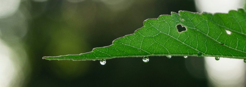 green tree leaf with heart shaped hole